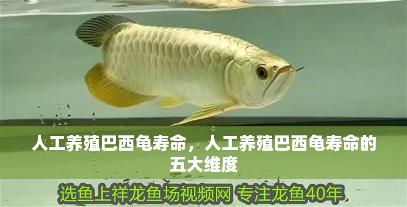 人工養殖巴西龜壽命，人工養殖巴西龜壽命的五大維度