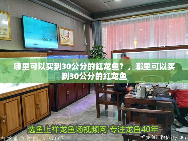 哪里可以買到30公分的紅龍魚？，哪里可以買到30公分的紅龍魚