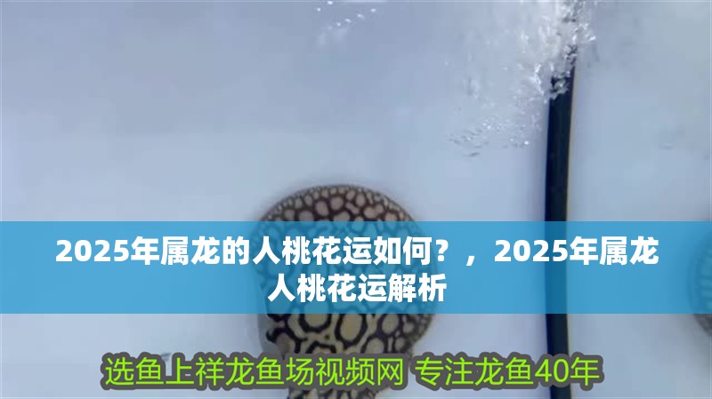 2025年屬龍的人桃花運如何？，2025年屬龍人桃花運解析