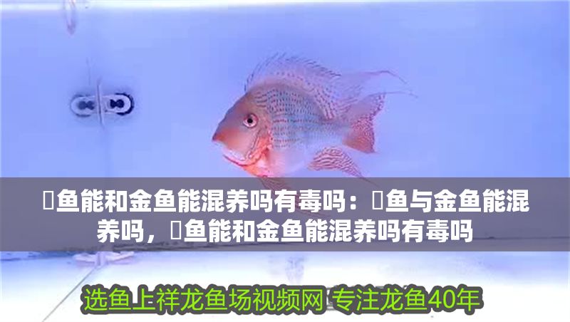 魟魚能和金魚能混養嗎有毒嗎：魟魚與金魚能混養嗎，魟魚能和金魚能混養嗎有毒嗎