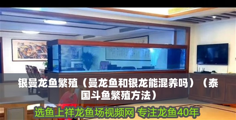 銀曼龍魚繁殖（曼龍魚和銀龍能混養嗎）（泰國斗魚繁殖方法）