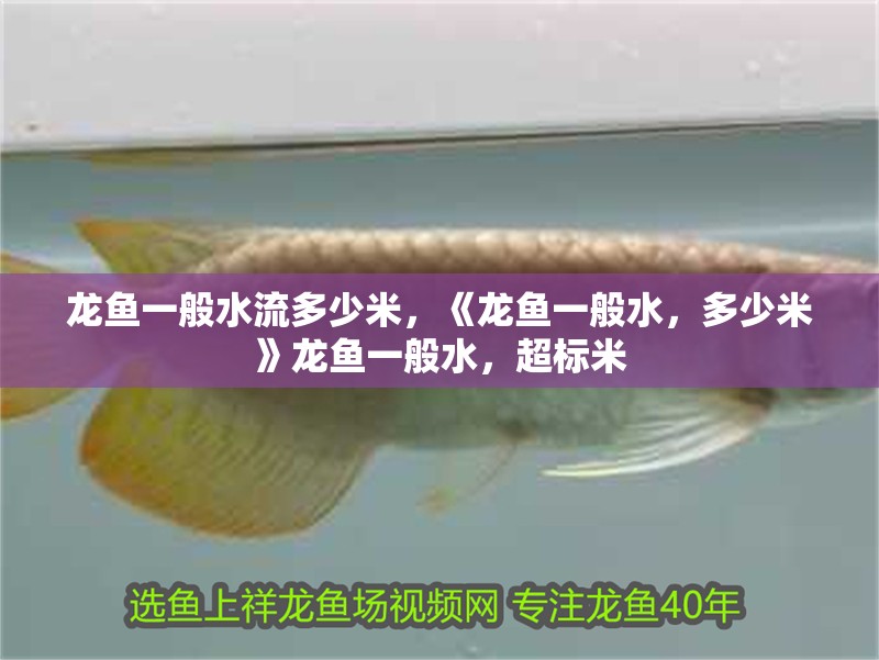 龍魚一般水流多少米，《龍魚一般水，多少米》龍魚一般水，超標米