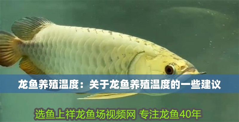 龍魚養殖溫度：關于龍魚養殖溫度的一些建議
