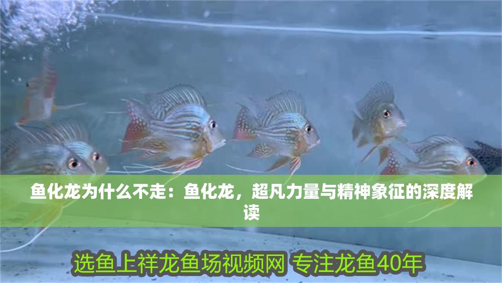 魚化龍為什么不走：魚化龍，超凡力量與精神象征的深度解讀
