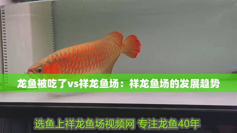 龍魚被吃了vs祥龍魚場：祥龍魚場的發(fā)展趨勢