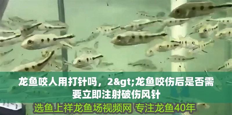 龍魚咬人用打針嗎，2>龍魚咬傷后是否需要立即注射破傷風針 龍魚咬人用打針嗎，2>龍魚咬傷后是否需要立即注射破傷風針 水族問答