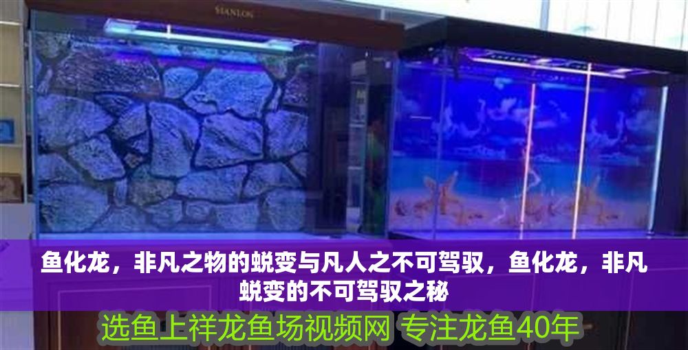 魚化龍，非凡之物的蛻變與凡人之不可駕馭，魚化龍，非凡蛻變的不可駕馭之秘