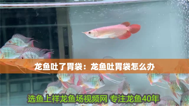 龍魚吐了胃袋：龍魚吐胃袋怎么辦