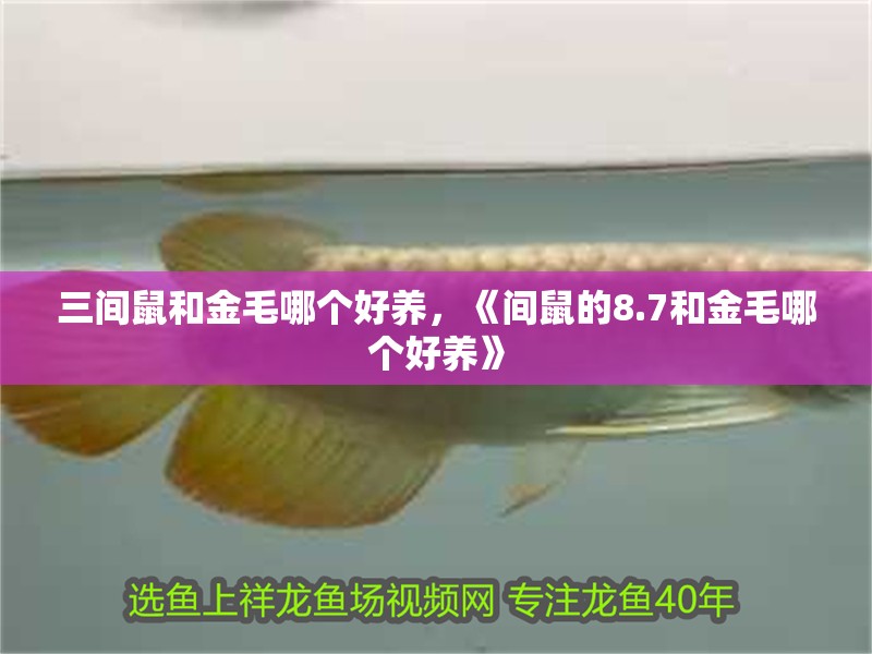 三間鼠和金毛哪個好養，《間鼠的8.7和金毛哪個好養》