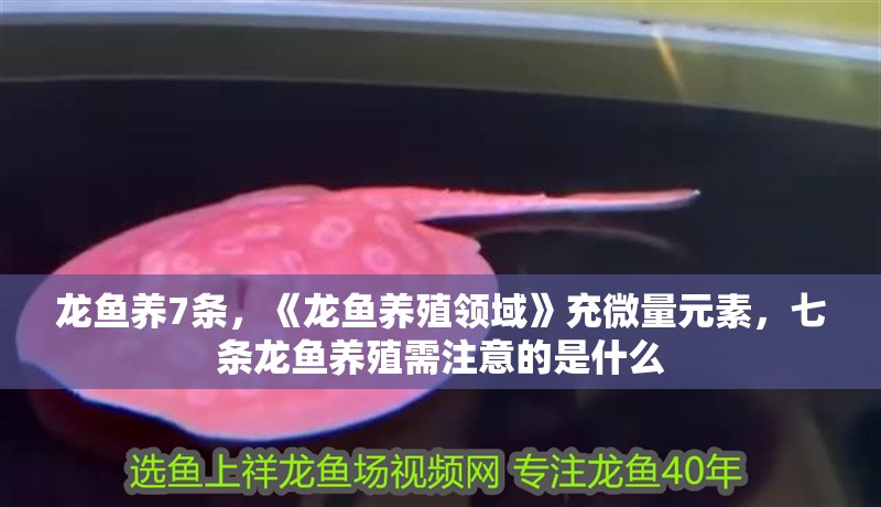 龍魚養7條，《龍魚養殖領域》充微量元素，七條龍魚養殖需注意的是什么