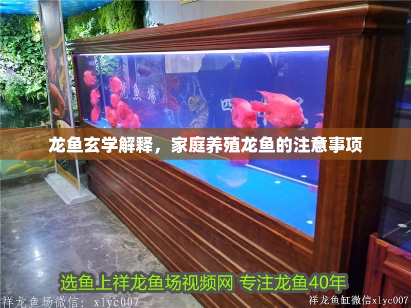 龍魚玄學解釋，家庭養殖龍魚的注意事項