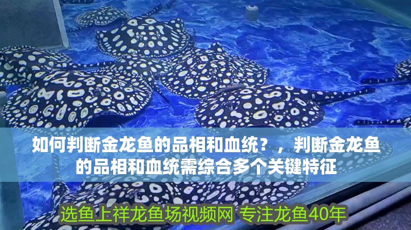 如何判斷金龍魚的品相和血統？，判斷金龍魚的品相和血統需綜合多個關鍵特征