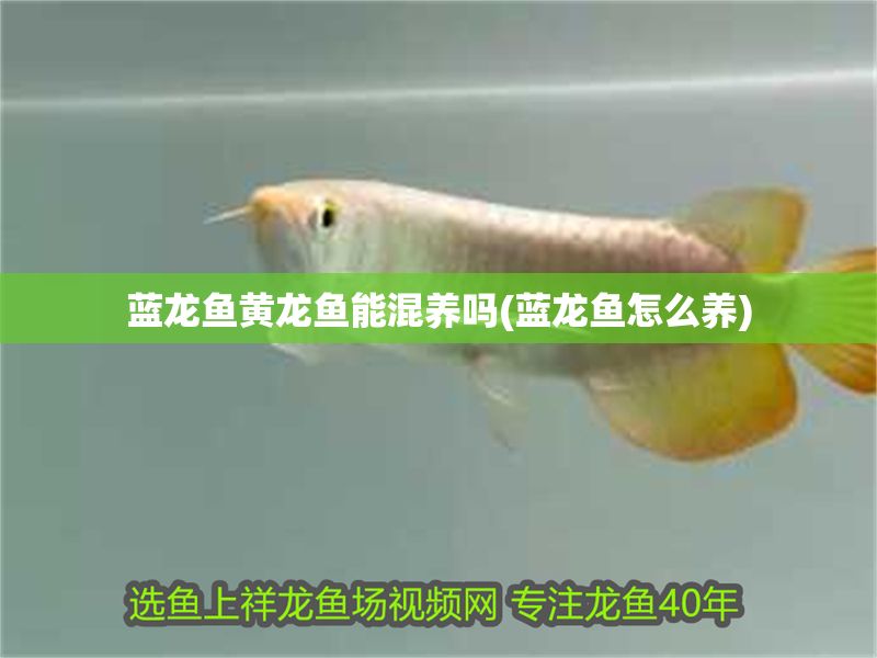 藍龍魚黃龍魚能混養(yǎng)嗎(藍龍魚怎么養(yǎng))