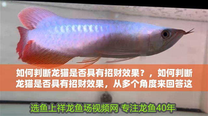 如何判斷龍貓是否具有招財(cái)效果？，如何判斷龍貓是否具有招財(cái)效果，從多個(gè)角度來(lái)回答這個(gè)問(wèn)題