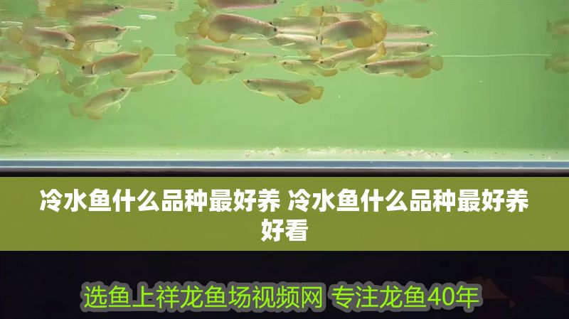 冷水魚什么品種最好養 冷水魚什么品種最好養好看 冷水魚什么品種最好養 冷水魚什么品種最好養好看 元寶鳳凰魚百科 第1張