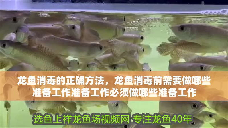 龍魚(yú)消毒的正確方法，龍魚(yú)消毒前需要做哪些準(zhǔn)備工作準(zhǔn)備工作必須做哪些準(zhǔn)備工作