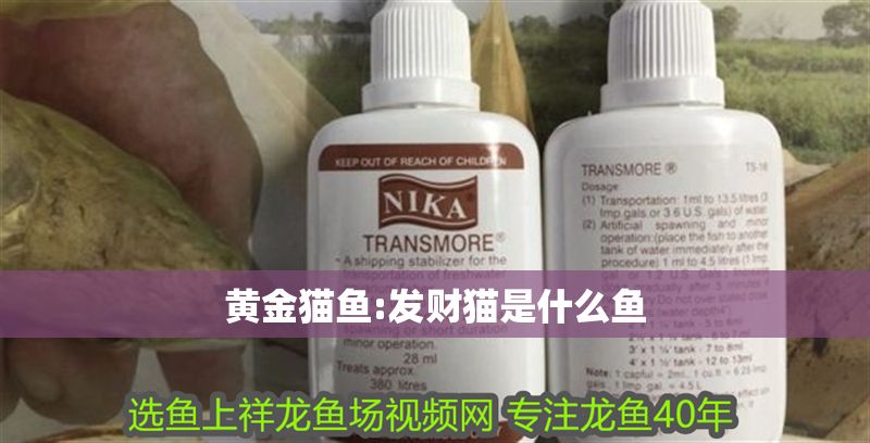 黃金貓魚:發財貓是什么魚 黃金貓魚百科 第1張 黃金貓魚:發財貓是什么魚 黃金貓魚:發財貓是什么魚 黃金貓魚百科 第1張