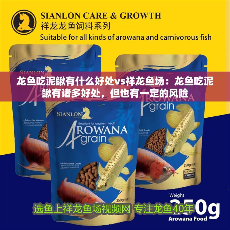 龍魚吃泥鰍有什么好處vs祥龍魚場：龍魚吃泥鰍有諸多好處，但也有一定的風險