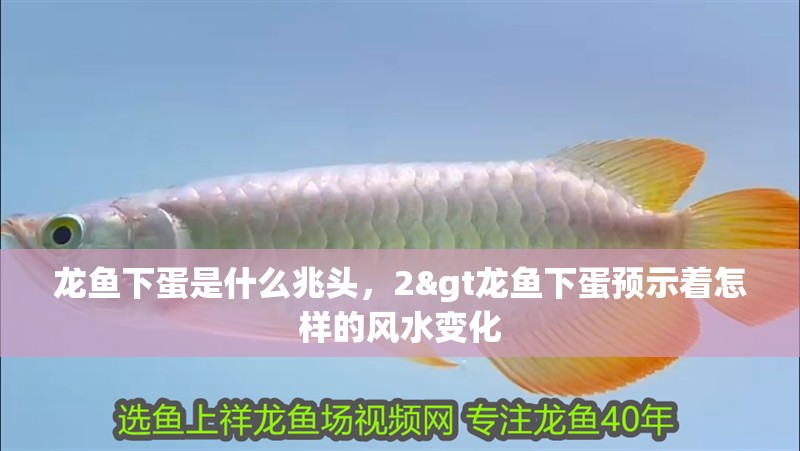 龍魚干蝦有營養嗎 龍魚下蛋是什么兆頭,2>龍魚下蛋預示著怎樣的風水變化 水族問答 龍魚下蛋是什么兆頭,2>龍魚下蛋預示著怎樣的風水變化 龍魚下蛋是什么兆頭,2>龍魚下蛋預示著怎樣的風水變化 水族問答