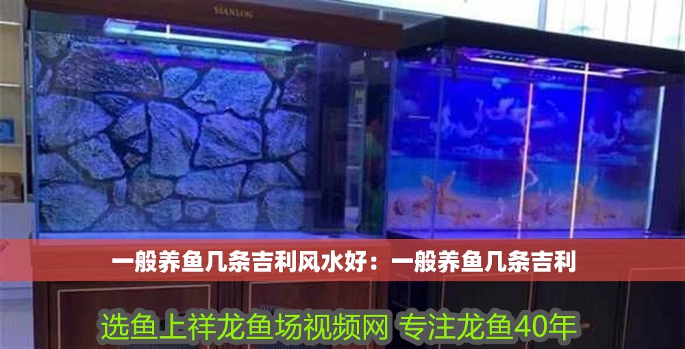 一般養(yǎng)魚幾條吉利風(fēng)水好：一般養(yǎng)魚幾條吉利 一般養(yǎng)魚幾條吉利風(fēng)水好：一般養(yǎng)魚幾條吉利 龍魚百科 第1張