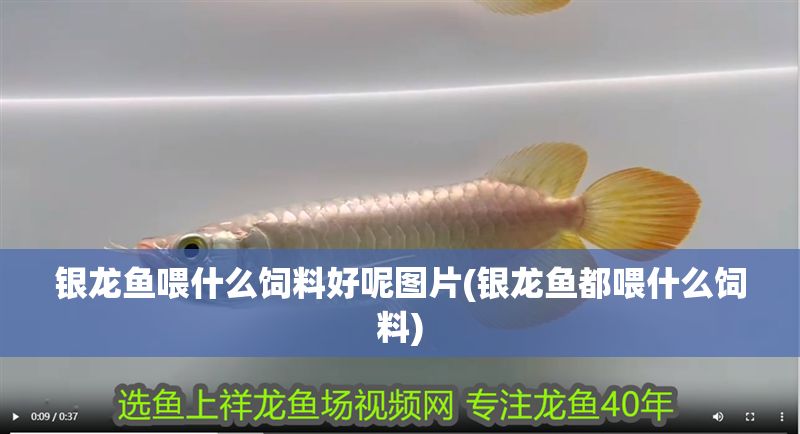 銀龍魚喂什么飼料好呢圖片(銀龍魚都喂什么飼料)