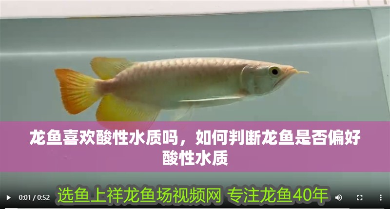 龍魚喜歡酸性水質嗎，如何判斷龍魚是否偏好酸性水質