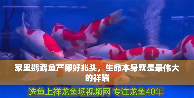 家里鸚鵡魚產卵好兆頭，生命本身就是最偉大的祥瑞