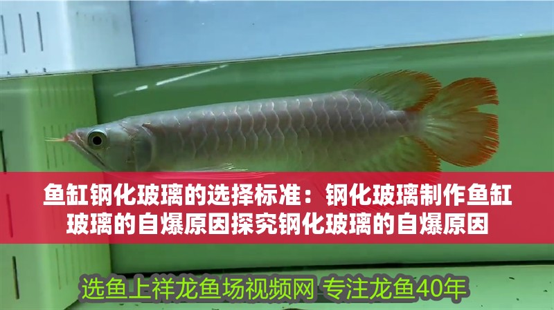 魚缸鋼化玻璃的選擇標準：鋼化玻璃制作魚缸玻璃的自爆原因探究鋼化玻璃的自爆原因