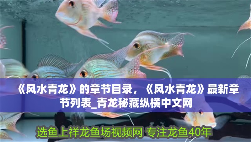 龍魚干蝦有營養(yǎng)嗎 《風(fēng)水青龍》的章節(jié)目錄,《風(fēng)水青龍》最新章節(jié)列表_青龍秘藏縱橫中文網(wǎng) 龍魚論壇 《風(fēng)水青龍》的章節(jié)目錄,《風(fēng)水青龍》最新章節(jié)列表_青龍秘藏縱橫中文網(wǎng) 《風(fēng)水青龍》的章節(jié)目錄,《風(fēng)水青龍》最新章節(jié)列表_青龍秘藏縱橫中文網(wǎng) 龍魚論壇