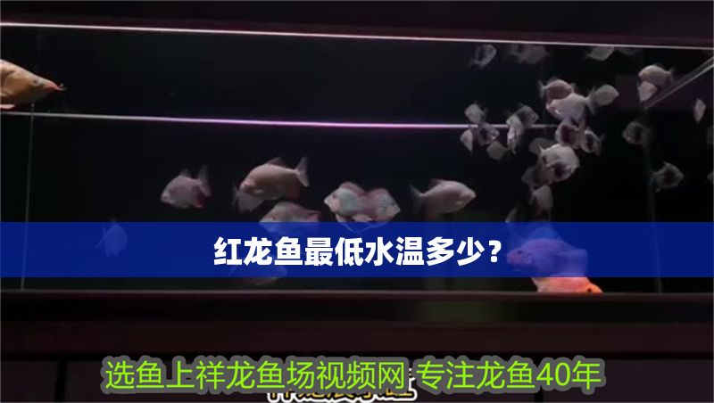 紅龍魚最低水溫多少？