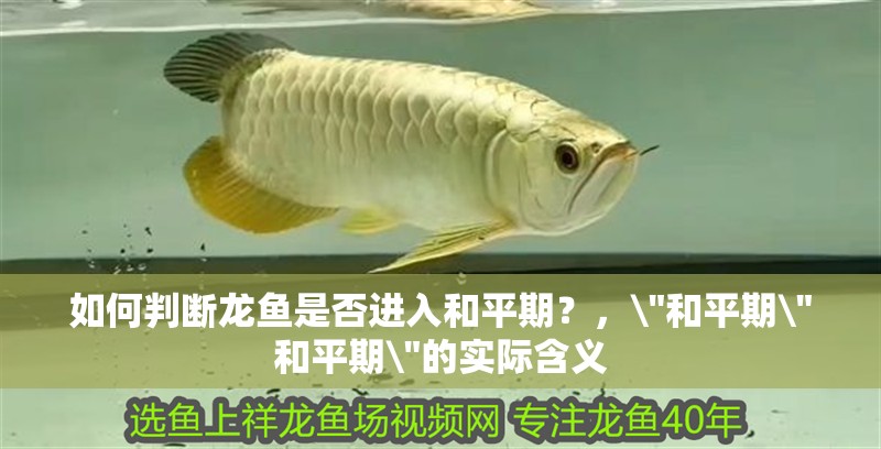如何判斷龍魚是否進(jìn)入和平期？，\