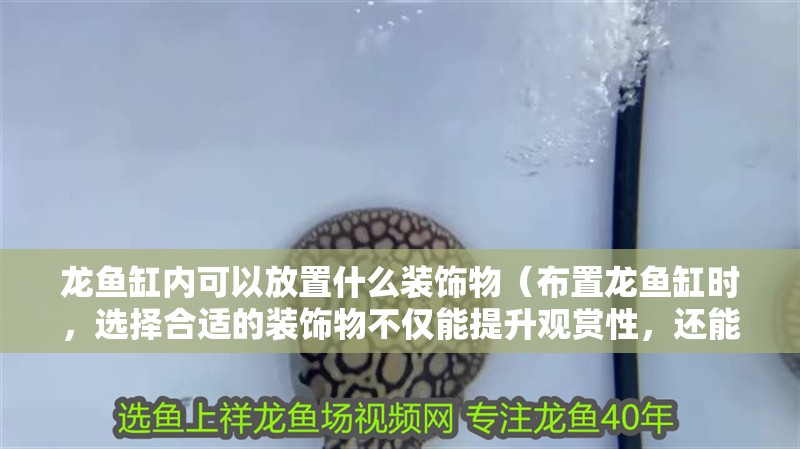 龍魚缸內可以放置什么裝飾物（布置龍魚缸時，選擇合適的裝飾物不僅能提升觀賞性，還能提供自然的生活環境）