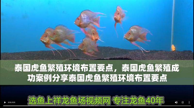 泰國虎魚繁殖環境布置要點，泰國虎魚繁殖成功案例分享泰國虎魚繁殖環境布置要點