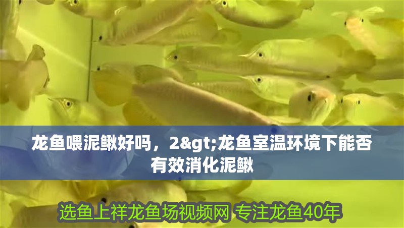 龍魚喂泥鰍好嗎，2>龍魚室溫環境下能否有效消化泥鰍