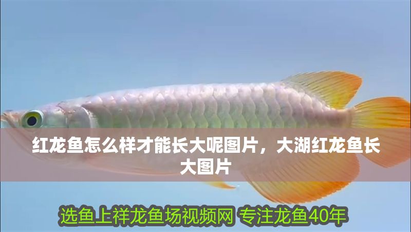 紅龍魚怎么樣才能長大呢圖片，大湖紅龍魚長大圖片
