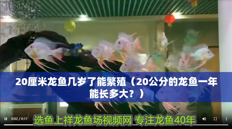 20厘米龍魚幾歲了能繁殖（20公分的龍魚一年能長多大？）