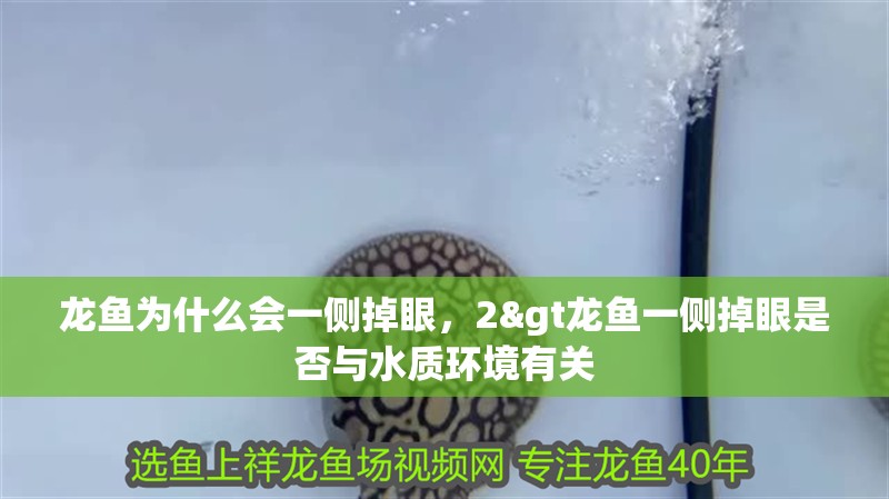 龍魚為什么會一側掉眼，2&gt龍魚一側掉眼是否與水質環境有關 龍魚為什么會一側掉眼，2&gt龍魚一側掉眼是否與水質環境有關 水族問答