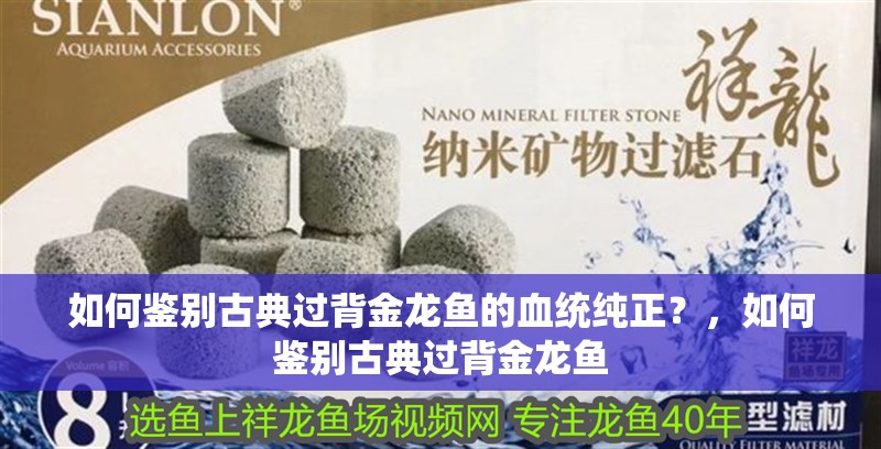 如何鑒別古典過背金龍魚的血統純正？，如何鑒別古典過背金龍魚