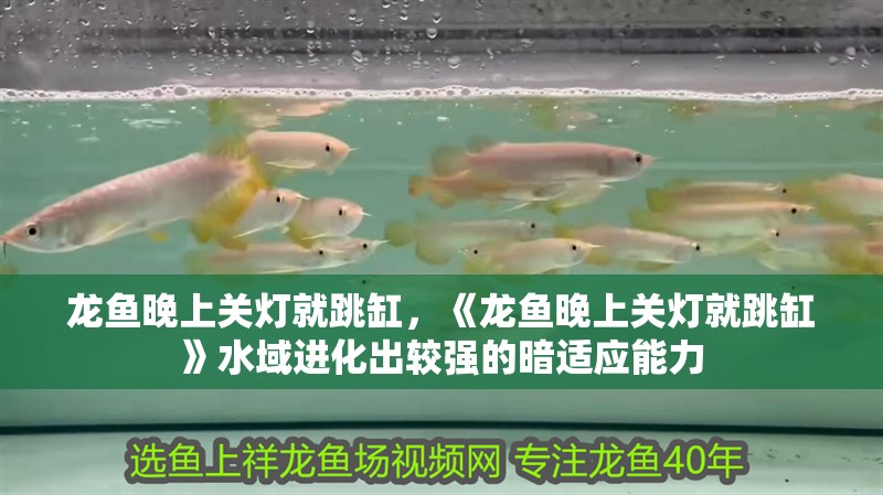 龍魚晚上關燈就跳缸，《龍魚晚上關燈就跳缸》水域進化出較強的暗適應能力