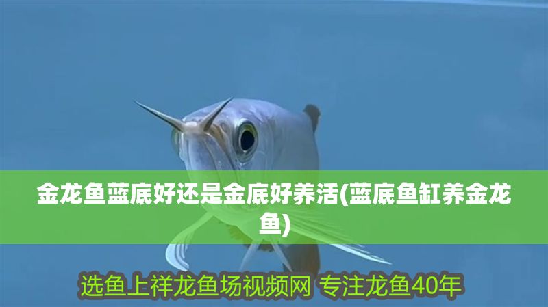 金龍魚藍底好還是金底好養活(藍底魚缸養金龍魚)