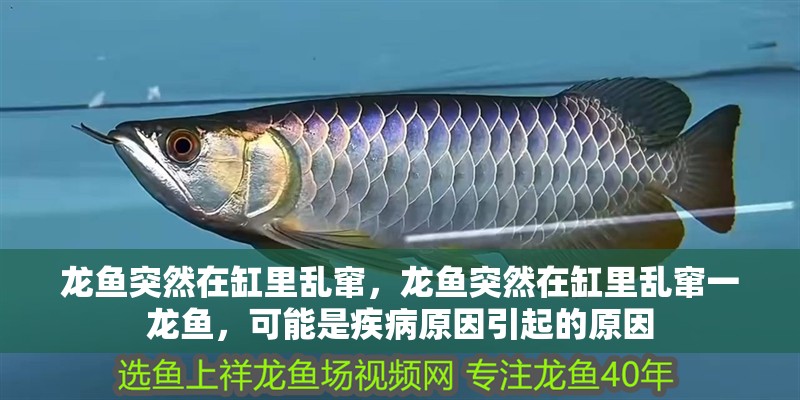 龍魚突然在缸里亂竄，龍魚突然在缸里亂竄一龍魚，可能是疾病原因引起的原因