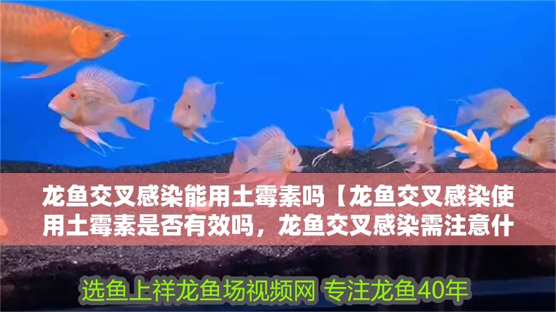 龍魚交叉感染能用土霉素嗎【龍魚交叉感染使用土霉素是否有效嗎，龍魚交叉感染需注意什么】
