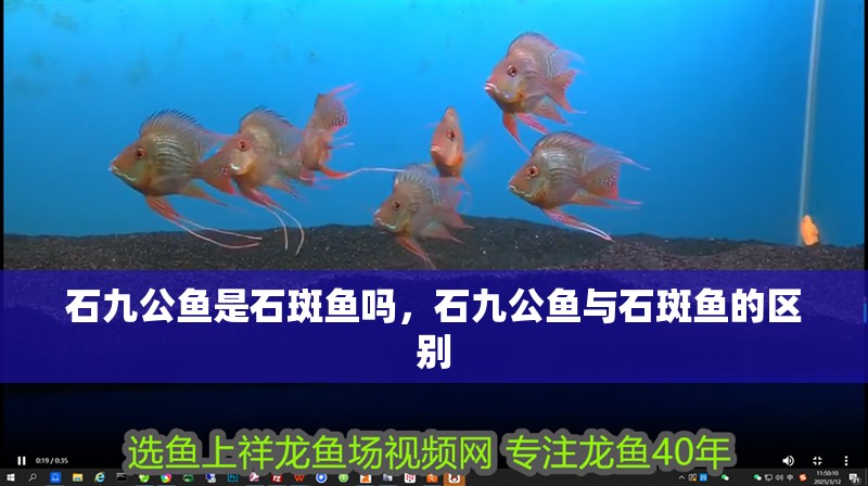 石九公魚是石斑魚嗎，石九公魚與石斑魚的區(qū)別