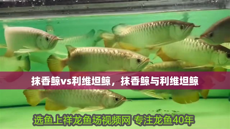 抹香鯨vs利維坦鯨，抹香鯨與利維坦鯨