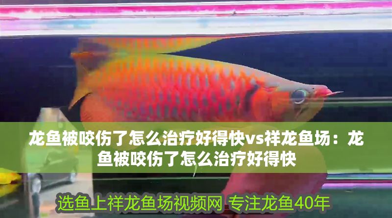 龍魚被咬傷了怎么治療好得快vs祥龍魚場：龍魚被咬傷了怎么治療好得快
