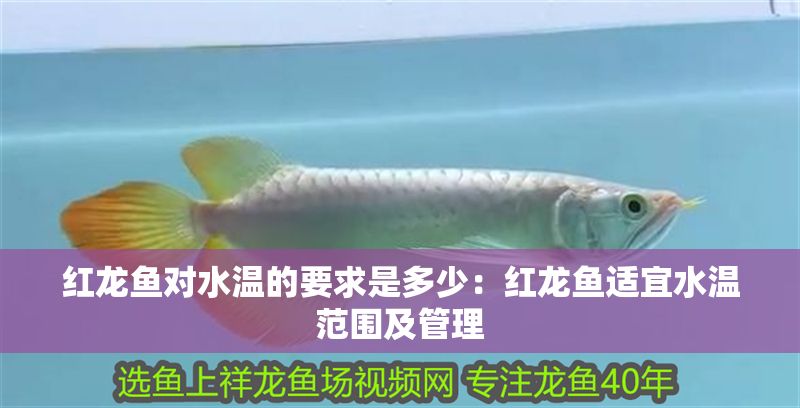 紅龍魚對水溫的要求是多少：紅龍魚適宜水溫范圍及管理