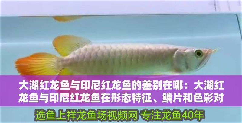大湖紅龍魚與印尼紅龍魚的差別在哪：大湖紅龍魚與印尼紅龍魚在形態特征、鱗片和色彩對比