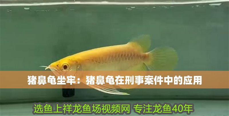 豬鼻龜坐牢：豬鼻龜在刑事案件中的應(yīng)用