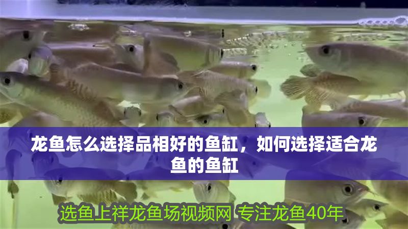 龍魚怎么選擇品相好的魚缸，如何選擇適合龍魚的魚缸