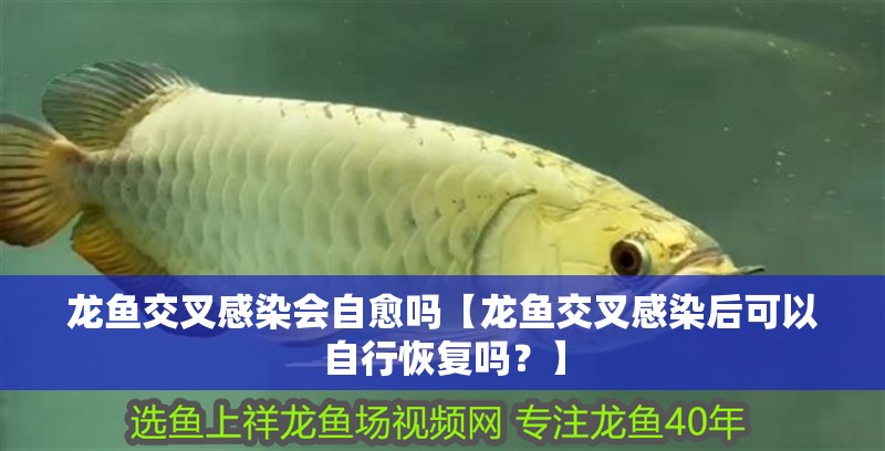 龍魚交叉感染會自愈嗎【龍魚交叉感染后可以自行恢復嗎？】